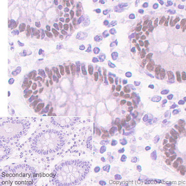 Immunohistochemistry (Formalin/PFA-fixed paraffin-embedded sections) - Anti-HNF1 alpha antibody [EPR23054-108] - BSA and Azide free (AB272708)
