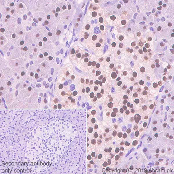 Immunohistochemistry (Formalin/PFA-fixed paraffin-embedded sections) - Anti-HNF1 alpha antibody [EPR23054-142] (AB242140)