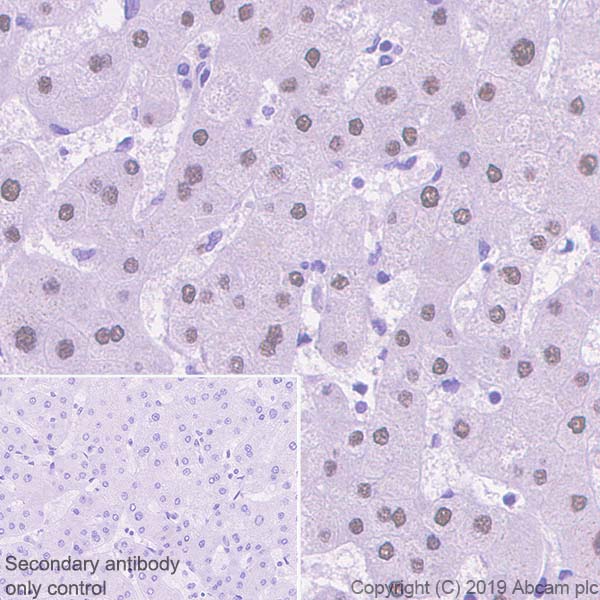 Immunohistochemistry (Formalin/PFA-fixed paraffin-embedded sections) - Anti-HNF1 alpha antibody [EPR23054-142] (AB242140), expandable thumbnail