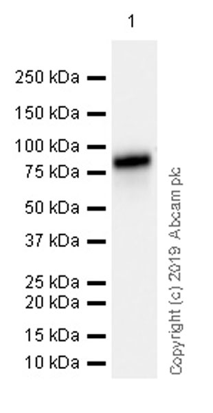 Western blot - Anti-HNF1 alpha antibody [EPR23054-142] (AB242140), expandable thumbnail