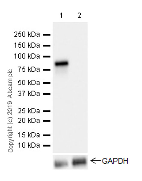 Western blot - Anti-HNF1 alpha antibody [EPR23054-142] (AB242140), expandable thumbnail