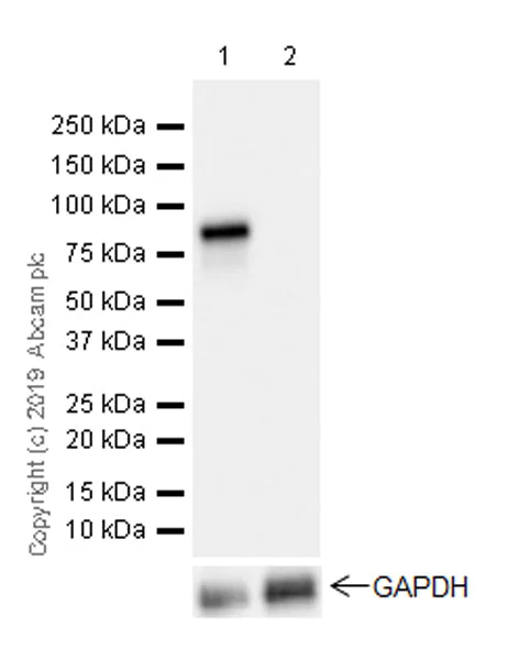 Western blot - Anti-HNF1 alpha antibody [EPR23054-142] (AB242140)