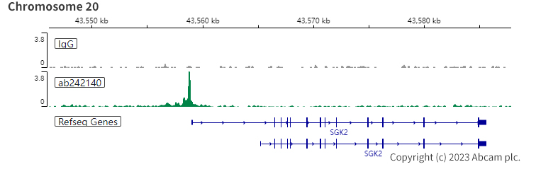 ChIC/CUT&RUN sequencing - Anti-HNF1 alpha antibody [EPR23054-142] - BSA and Azide free (AB267350), expandable thumbnail