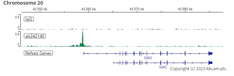 ChIC/CUT&RUN sequencing - Anti-HNF1 alpha antibody [EPR23054-142] - BSA and Azide free (AB267350)