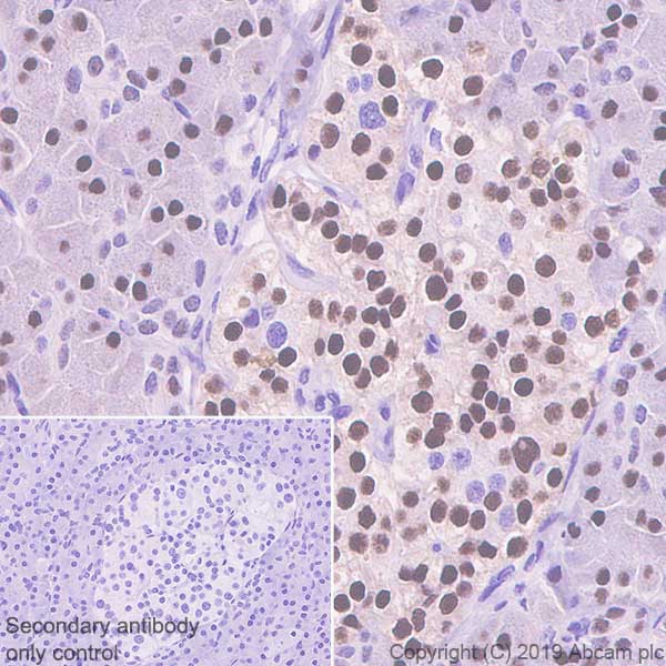 Immunohistochemistry (Formalin/PFA-fixed paraffin-embedded sections) - Anti-HNF1 alpha antibody [EPR23054-142] - BSA and Azide free (AB267350), expandable thumbnail