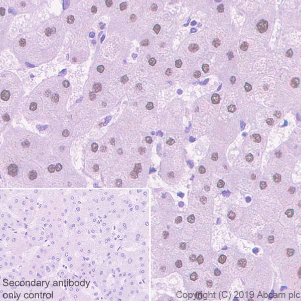 Immunohistochemistry (Formalin/PFA-fixed paraffin-embedded sections) - Anti-HNF1 alpha antibody [EPR23054-142] - BSA and Azide free (AB267350)