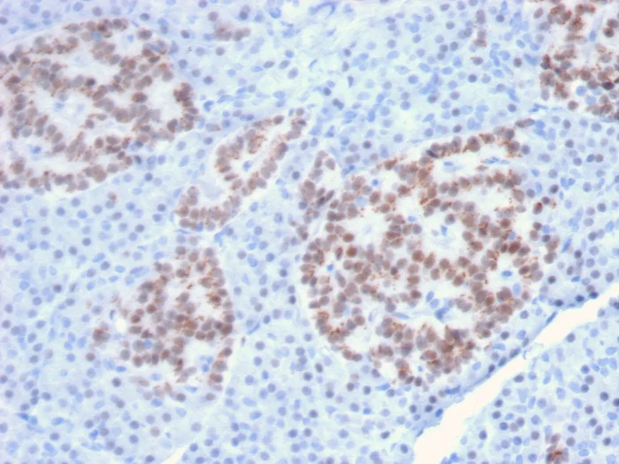 Immunohistochemistry (Formalin/PFA-fixed paraffin-embedded sections) - Anti-HNF1 alpha antibody [HNF1A/2087] - BSA and Azide free (AB268239)
