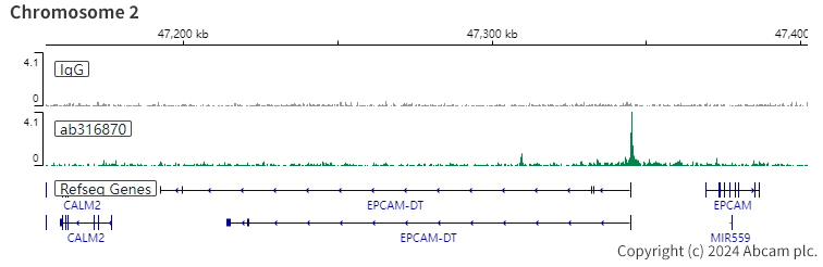 ChIC/CUT&RUN sequencing - Anti-HNF1 alpha antibody [RM1094] (AB316870), expandable thumbnail