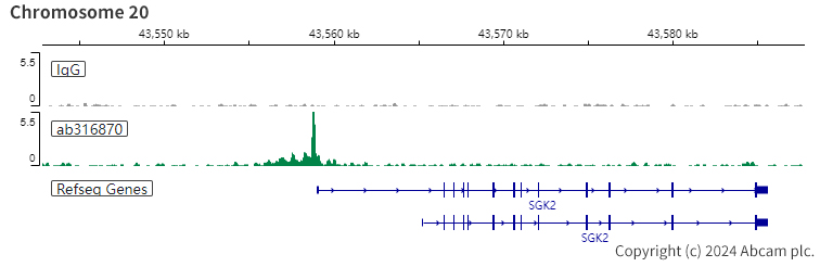 ChIC/CUT&RUN sequencing - Anti-HNF1 alpha antibody [RM1094] (AB316870), expandable thumbnail