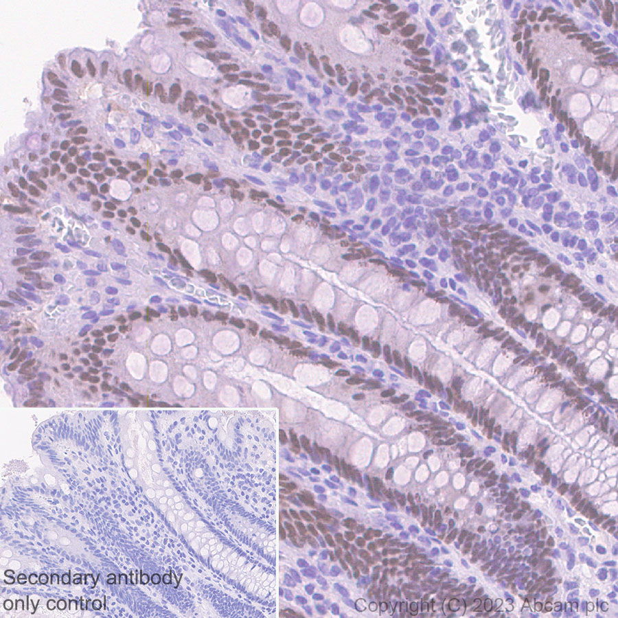 Immunohistochemistry (Formalin/PFA-fixed paraffin-embedded sections) - Anti-HNF1 alpha antibody [RM1094] (ab316870), expandable thumbnail