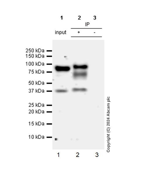 Immunoprecipitation - Anti-HNF1 alpha antibody [RM1094] (ab316870), expandable thumbnail