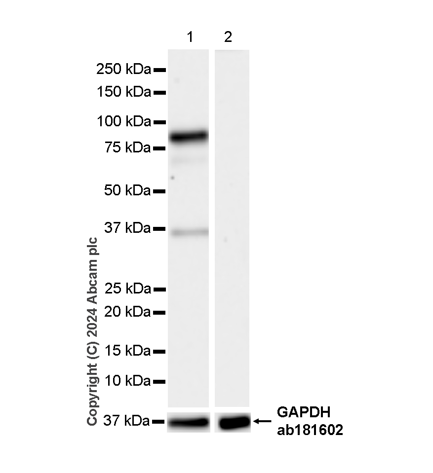 Western blot - Anti-HNF1 alpha antibody [RM1094] (AB316870), expandable thumbnail