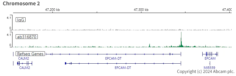 ChIC/CUT&RUN sequencing - Anti-HNF1 alpha antibody [RM1094] - BSA and Azide free (AB316871)