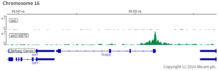 ChIC/CUT&RUN sequencing - Anti-HNF1 alpha antibody [RM1094] - BSA and Azide free (AB316871), expandable thumbnail