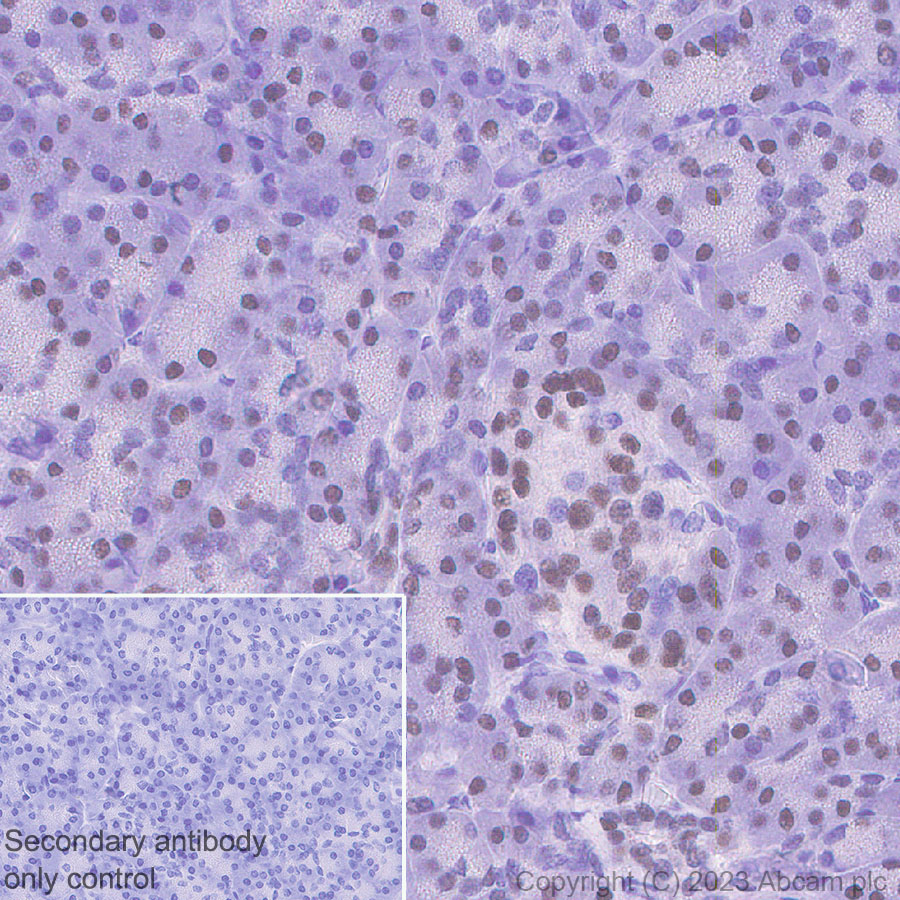 Immunohistochemistry (Formalin/PFA-fixed paraffin-embedded sections) - Anti-HNF1 alpha antibody [RM1094] - BSA and Azide free (ab316871), expandable thumbnail