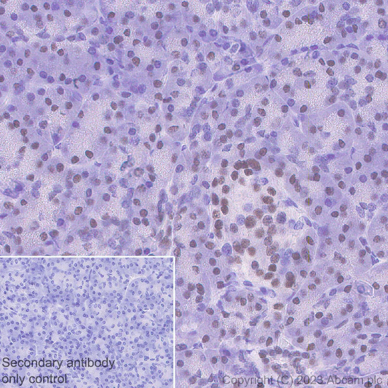 Immunohistochemistry (Formalin/PFA-fixed paraffin-embedded sections) - Anti-HNF1 alpha antibody [RM1094] - BSA and Azide free (AB316871)