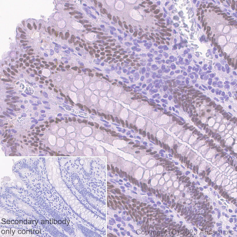 Immunohistochemistry (Formalin/PFA-fixed paraffin-embedded sections) - Anti-HNF1 alpha antibody [RM1094] - BSA and Azide free (AB316871)