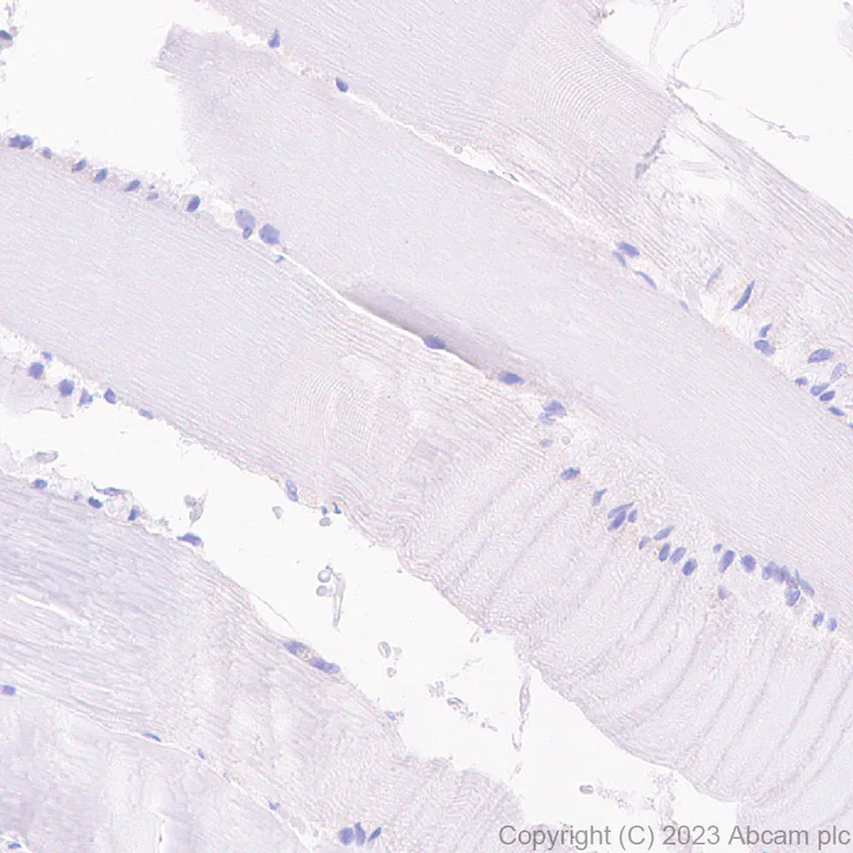 Immunohistochemistry (Formalin/PFA-fixed paraffin-embedded sections) - Anti-HNF1 alpha antibody [RM1094] - BSA and Azide free (AB316871)