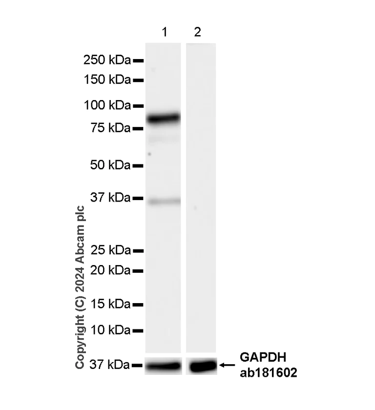 Western blot - Anti-HNF1 alpha antibody [RM1094] - BSA and Azide free (AB316871)