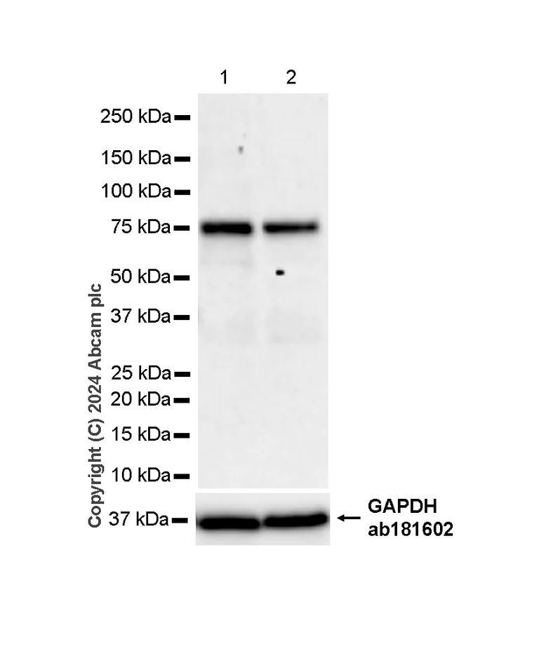 Western blot - Anti-HNF1 alpha antibody [RM1094] - BSA and Azide free (AB316871)