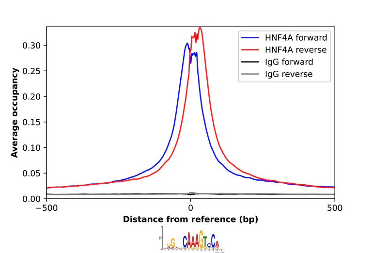 ChIP - Anti-HNF4A Antibody (AB327183)