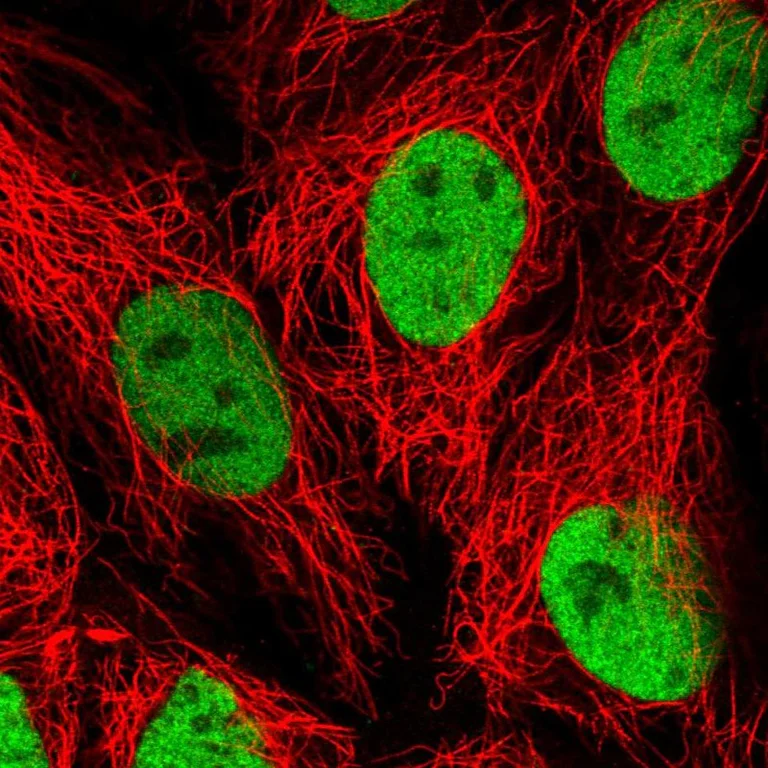Immunocytochemistry/ Immunofluorescence - Anti-HNF4A Antibody (AB327183)