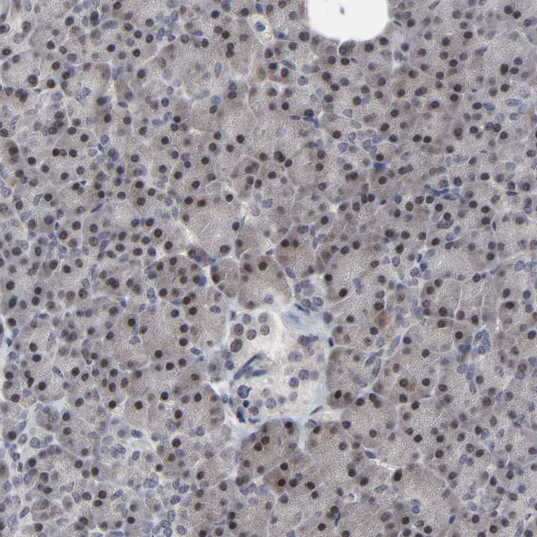 Immunohistochemistry (Formalin/PFA-fixed paraffin-embedded sections) - Anti-HNF4A Antibody (AB327183)