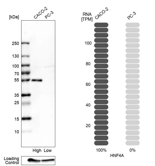 Western blot - Anti-HNF4A Antibody (AB327183)