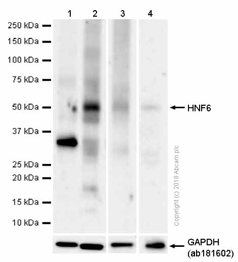 Western blot - Anti-HNF6 antibody [EPR14976] (AB186743)