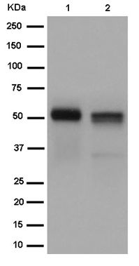 Western blot - Anti-HNF6 antibody [EPR14976] - BSA and Azide free (AB240965), expandable thumbnail