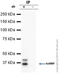 Immunoprecipitation - Anti-hnRNP A1 antibody [9H10] (AB5832)
