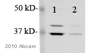 Western blot - Anti-hnRNP A1 antibody [9H10] (AB5832)