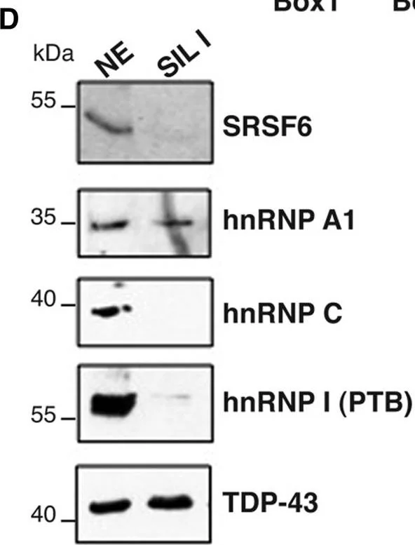Western blot - Anti-hnRNP A1 antibody [9H10] (AB5832)