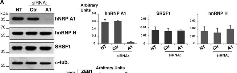 Western blot - Anti-hnRNP A1 antibody [9H10] (AB5832)