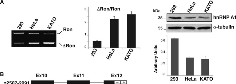 Western blot - Anti-hnRNP A1 antibody [9H10] (AB5832)