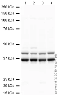 Western blot - Anti-hnRNP A1 antibody [9H10] (AB5832)