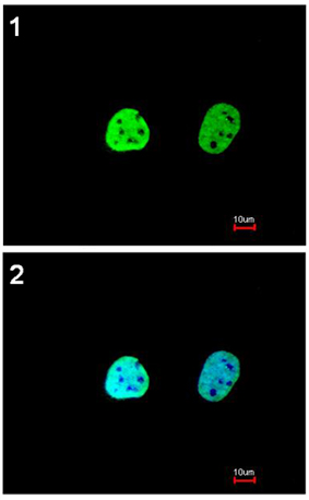 Immunocytochemistry/ Immunofluorescence - Anti-hnRNP A1 antibody (AB137780)