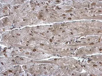 Immunohistochemistry (Formalin/PFA-fixed paraffin-embedded sections) - Anti-hnRNP A1 antibody (AB137780)