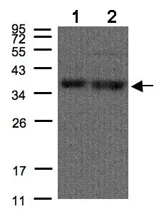 Western blot - Anti-hnRNP A1 antibody (AB137780)