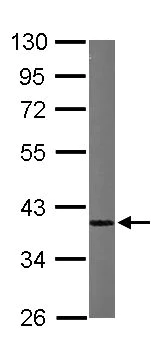 Western blot - Anti-hnRNP A1 antibody (AB137780)
