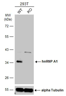 Western blot - Anti-hnRNP A1 antibody (AB137780)