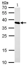 Western blot - Anti-hnRNP A1 antibody (AB137780)