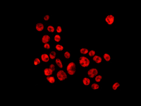 Immunocytochemistry/ Immunofluorescence - Anti-hnRNP A1 antibody [EPR12768] (AB177152), expandable thumbnail