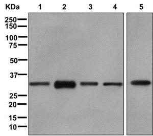 Western blot - Anti-hnRNP A1 antibody [EPR12768] (AB177152), expandable thumbnail