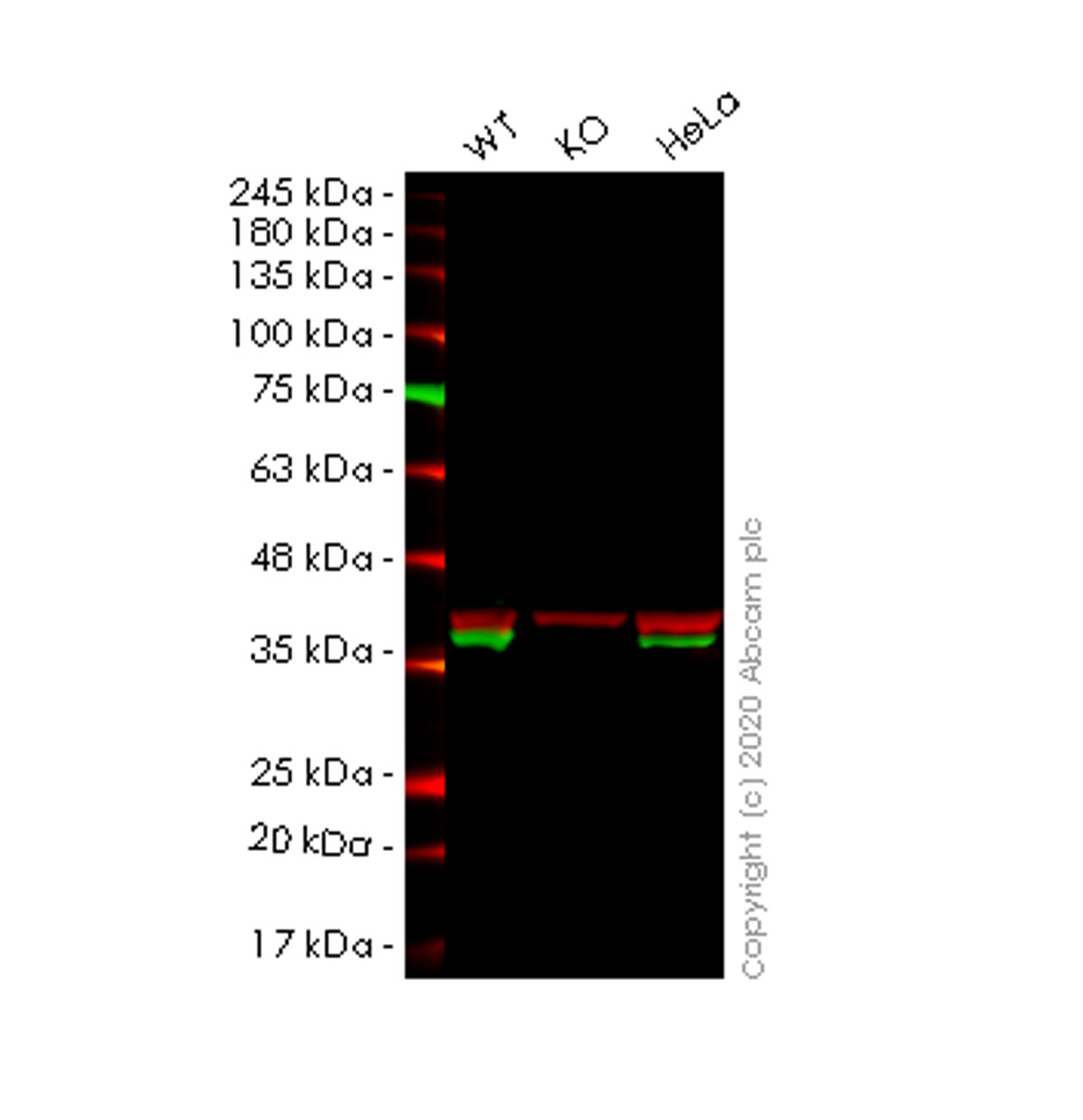 Western blot - Anti-hnRNP A1 antibody [EPR12768] (AB177152), expandable thumbnail