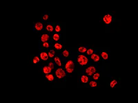 Immunocytochemistry/ Immunofluorescence - Anti-hnRNP A1 antibody [EPR12768] - BSA and Azide free (AB240196)
