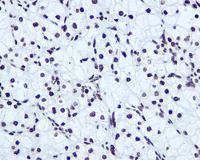 Immunohistochemistry (Formalin/PFA-fixed paraffin-embedded sections) - Anti-hnRNP A1 antibody [EPR12768] - BSA and Azide free (AB240196)