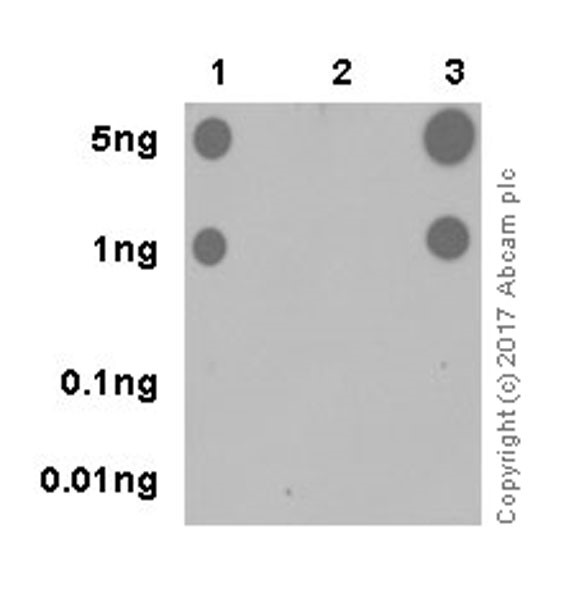 Dot Blot - Anti-hnRNP A1 (citrulline R122) antibody [EPR20177] (AB208029), expandable thumbnail