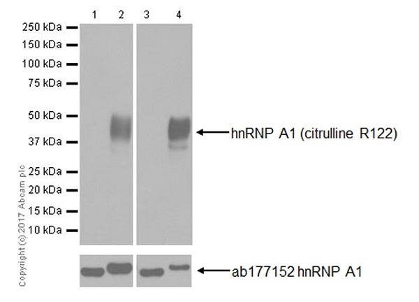 Western blot - Anti-hnRNP A1 (citrulline R122) antibody [EPR20177] (AB208029), expandable thumbnail