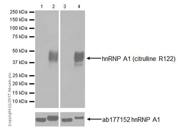 Western blot - Anti-hnRNP A1 (citrulline R122) antibody [EPR20177] (AB208029)